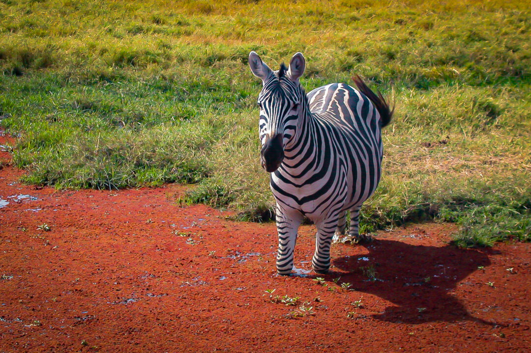Zebra in Kenia