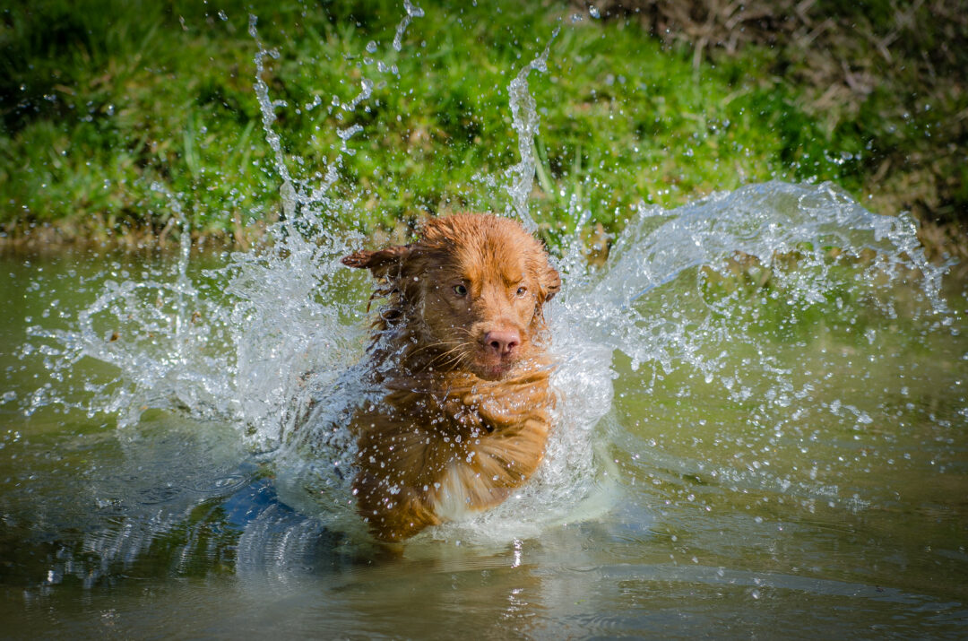 Dog / Hund in Water and sleeping