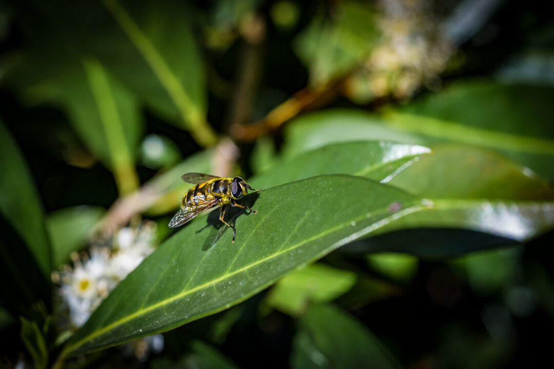Fly on Leaf