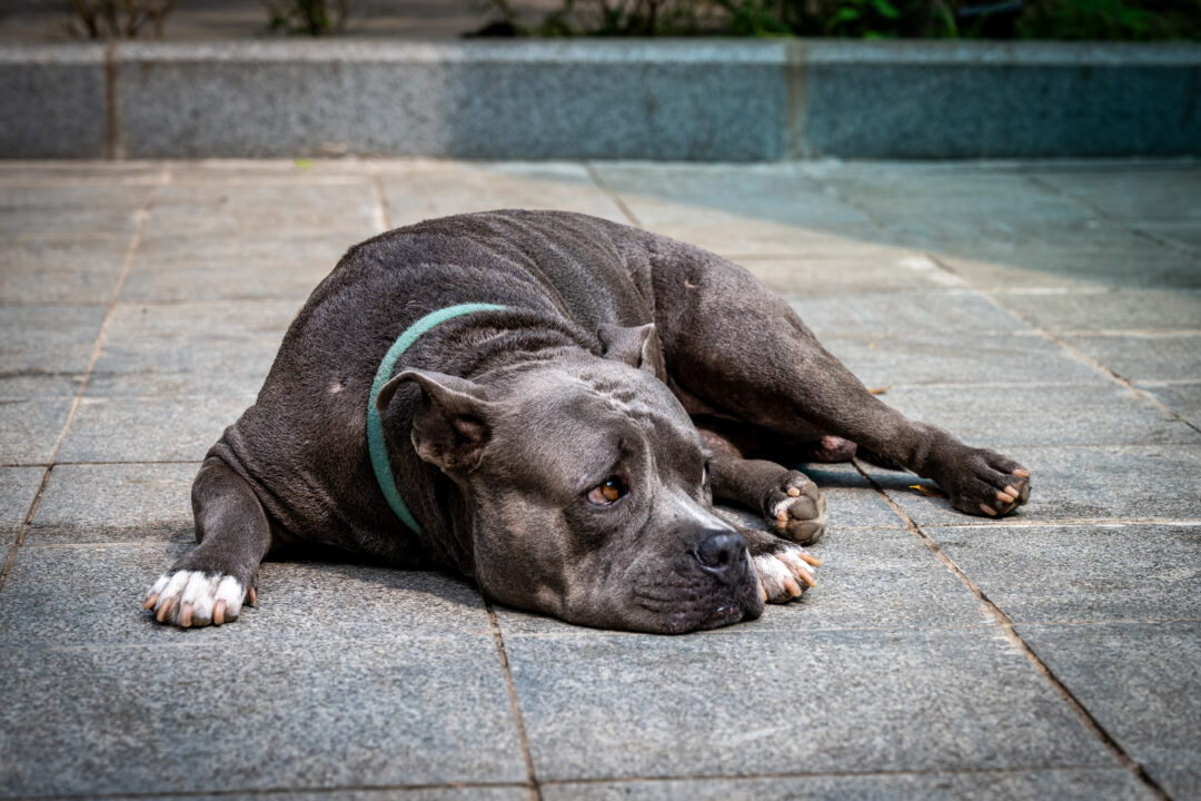 Dog / Hund in Water and sleeping